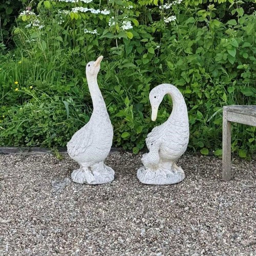 Goose Family