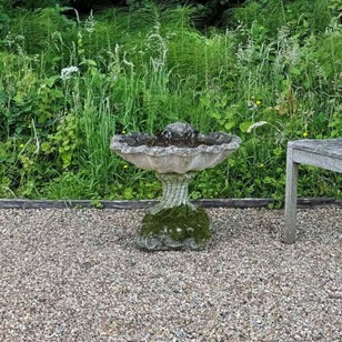 Mossy Shell Bird Bath