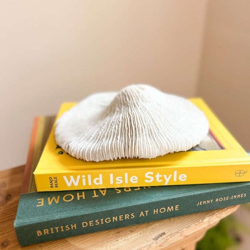 Natural White Mushroom Coral – Fungia Scutaria