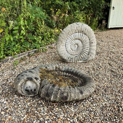 Pair of Large Ammonite Ornaments