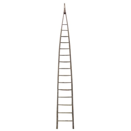 Very Tall French Orchard Ladder