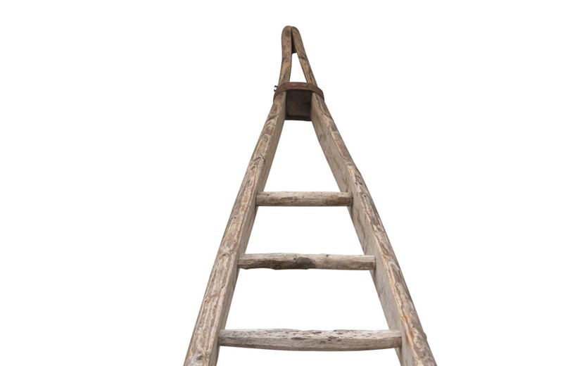 Very Tall French Orchard Ladder-ad-ps-3737-4-main-638106952716530171.jpg