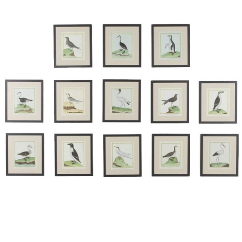Large Set Framed 18Th Century Bird Prints By Martinet