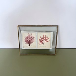 Seaweed Presses, Newly Framed