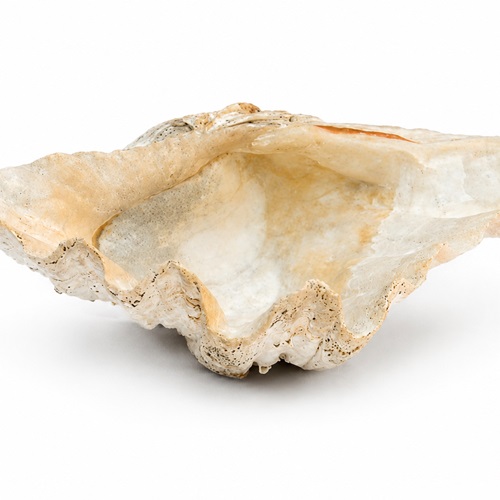 Clam Shell 24Cm 10" Soap Dish Bathroom Clamshell Sea Shells Seashell Bowl Water