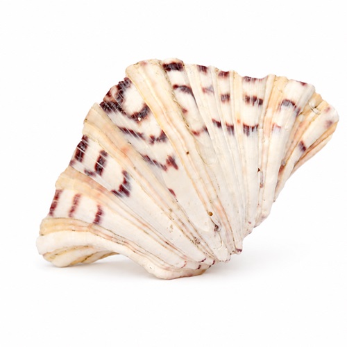 Clam Soap Dish Seashell Bowl Bathroom Sea Shell Clams Sink Tidy Water Bath Shelf