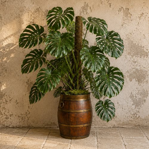 Houseplant Barrel Cache Pot House Plant Planter Huge Indoor Plant Pot Cheese Pot