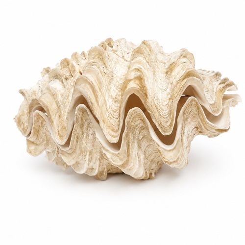 Small Clam Shell Pair Of Seashells Shells Collection Soap Dish Bathroom Bowl Old