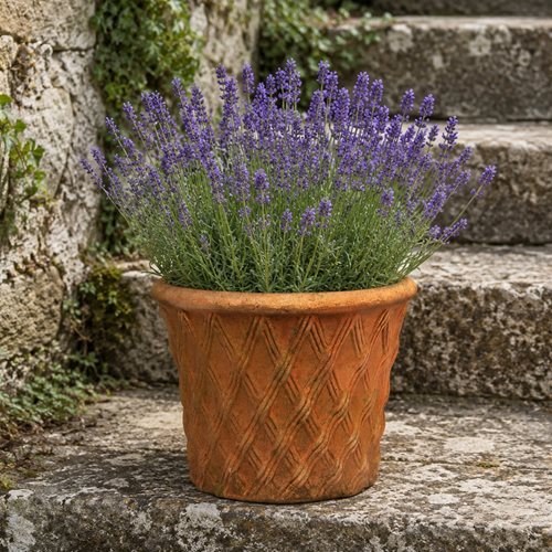 Small Lattice Planter Small Terracotta Planter Old Plant Pot Flower Pot Garden