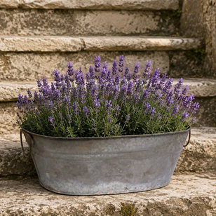 Small Tin Bath Garden Planter Troug...