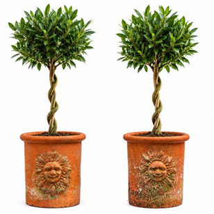 Pair Terracotta Planters Old Plant ...