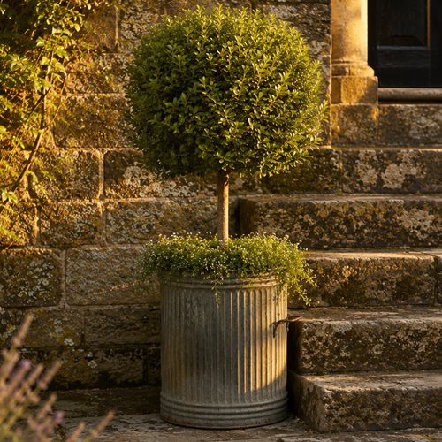 Galvanised Planter Old Vintage Bin Riveted Handle Garden Pot Storage Mid 20Th