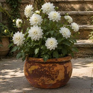Weathered Terracotta Planter Old Ga...