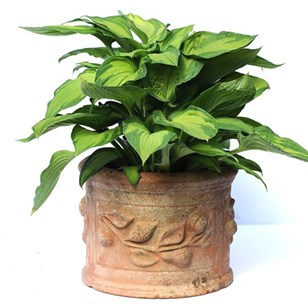 Terracotta Planter Old Vintage Smal...