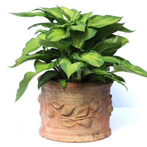Terracotta Planter Old Vintage Small Ornate Terracotta Planter Garden Flower Pot