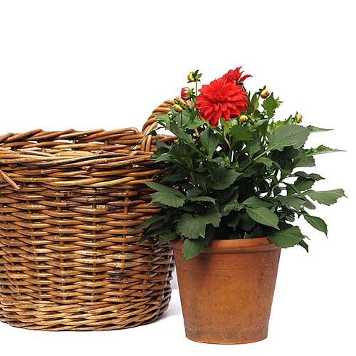 Ward Darlaston Terracotta Planter Antique Clay Flower Old Vintage Plant Pots Pot