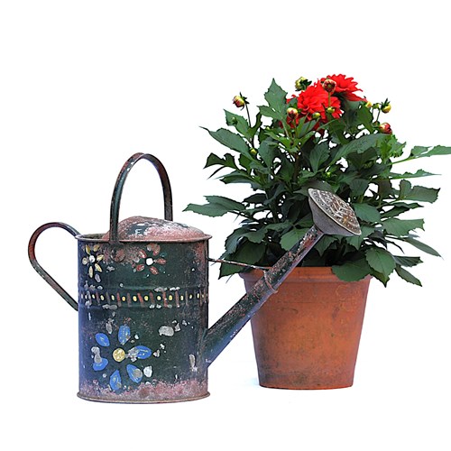 Folk Art Style Watering Can Antique Galvanised Vintage Garden Old Painted Can