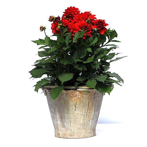 Pail Caked In Paint Vintage Garden Planter Old Metal Trough Flower Plant Pot