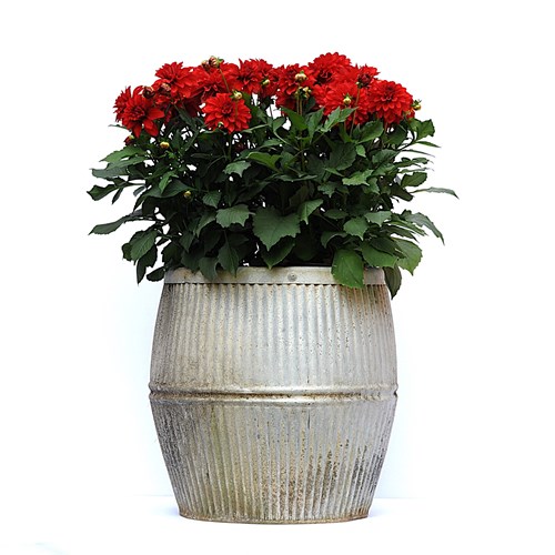 English Dolly Tub | Vintage Antique Galvanised Entrance Tree Pots Garden Barrel