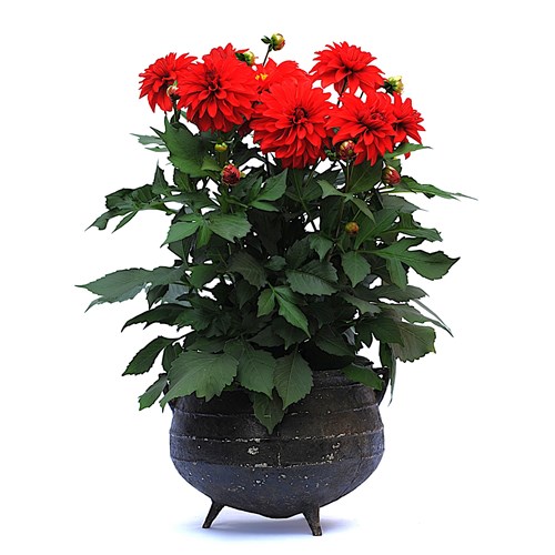 Cast Iron Cauldron 3 Legged | Antique Garden Pot Planter Trough Victorian