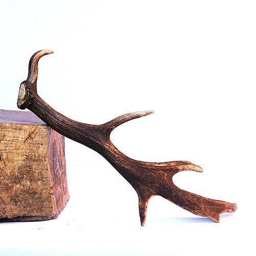 Fallen Fallow Deer Antler  |  Animal Horn  |  Stag