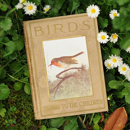 1912 Birds Shown To The Children Series Book M.K.C.Scott J.A.Henderson Jack