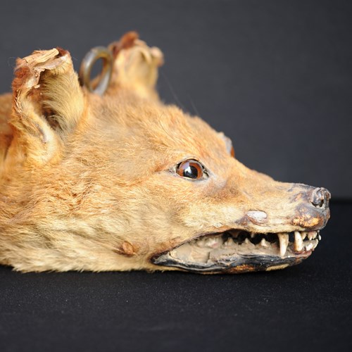 Fox Head Door Stop Taxidermy 19Th Century Victorian Animal Trophy Hunting Skin
