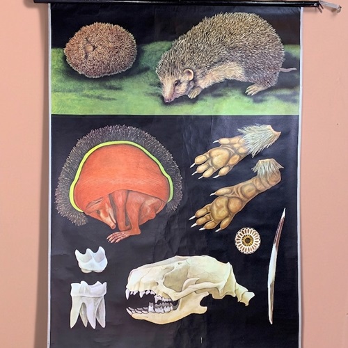 Vintage German School Chart Hedgehog