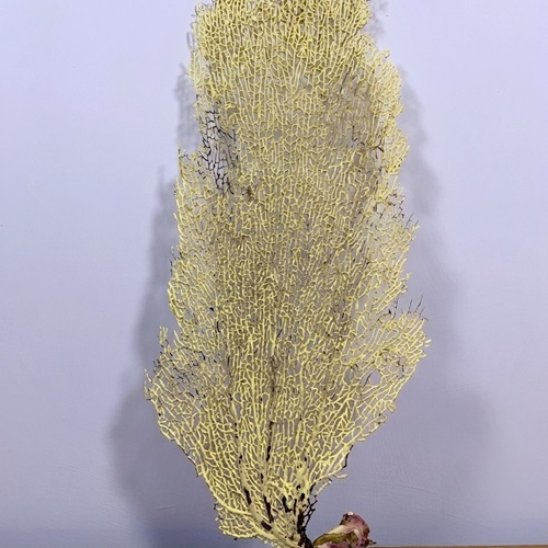 Vintage Lilac Sea Fan Coral