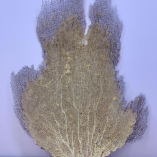Vintage Large Sea Fan Coral