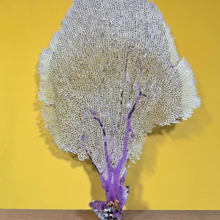 Vintage Natural Sea Fan Coral