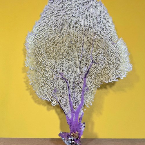 Vintage Natural Sea Fan Coral