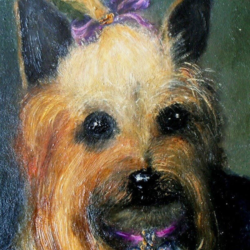 19thC, Painting, Yorkshire Terrier, 'Tilly'-barnstar-yorkshire-terrier-2-main-637524497219013743.jpg