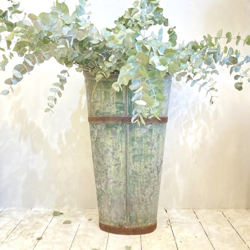 Old French Grape Hod