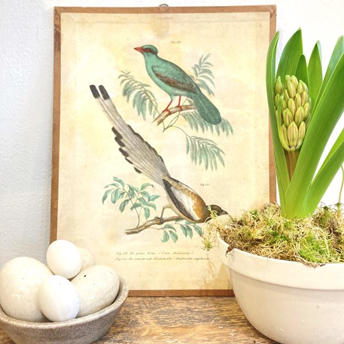 Early 1900'S Hungarian Bird Print