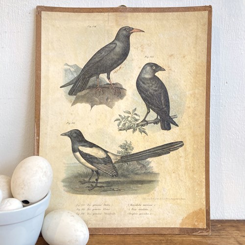 Early 1900'S Hungarian Bird Print B