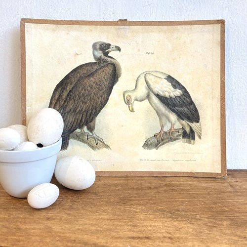 Early 1900'S Hungarian Bird Print A