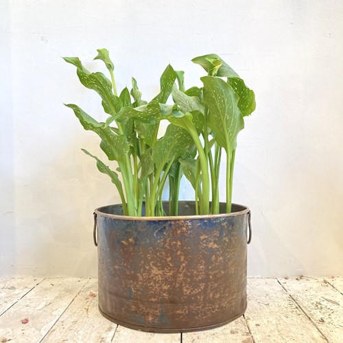 Galvanised Tub Planter