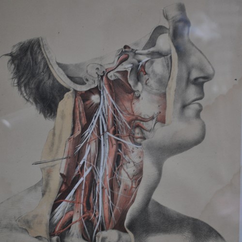 Framed Anatomical Plate