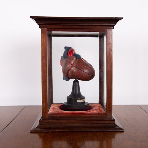 Anatomical Heart In Fine Display Case Cabinet