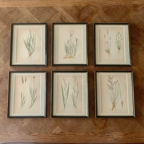 Set Of 6 Framed Original Antique Botanical Prints