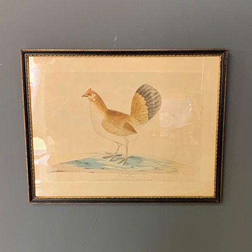 Antique Print of 'The Hen'