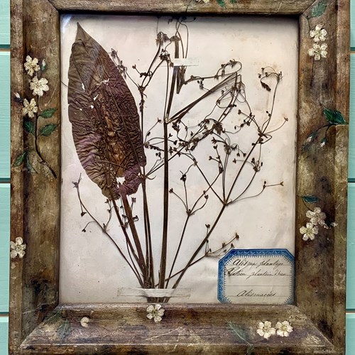 Herbarium In A Folk Art Frame