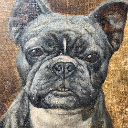 Portrait Of A Frenchie - Oil On Artist Board