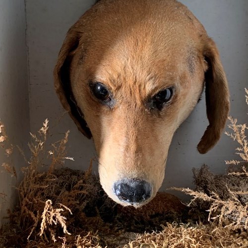 EARLY 20Th Century Taxidermy Of A Favourite Hound
