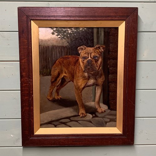 An English Bulldog - Oil On Board