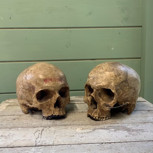 A Rare Pair Of 19Th C Muséum Plaster Skulls