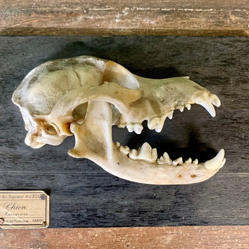 A Rare Skeleton Of Dog’S Head By Dr Auzoux