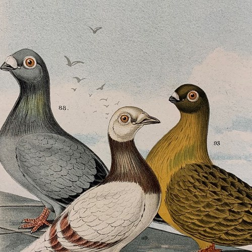 Set Of 4 Chromolithographs Of Pigeons -1886