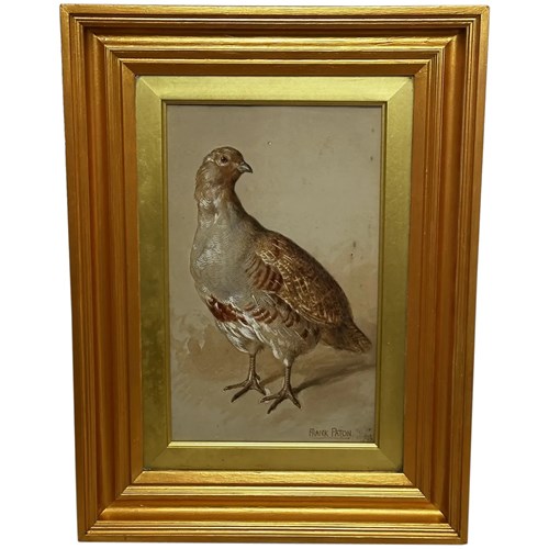 Watercolour Partridge Game Bird Signed Frank Paton